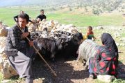 Bakhtiari Nomads Hospitality Tour