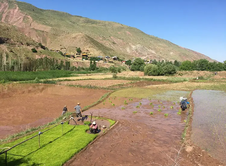 Alamut rice field - Alamut Valley