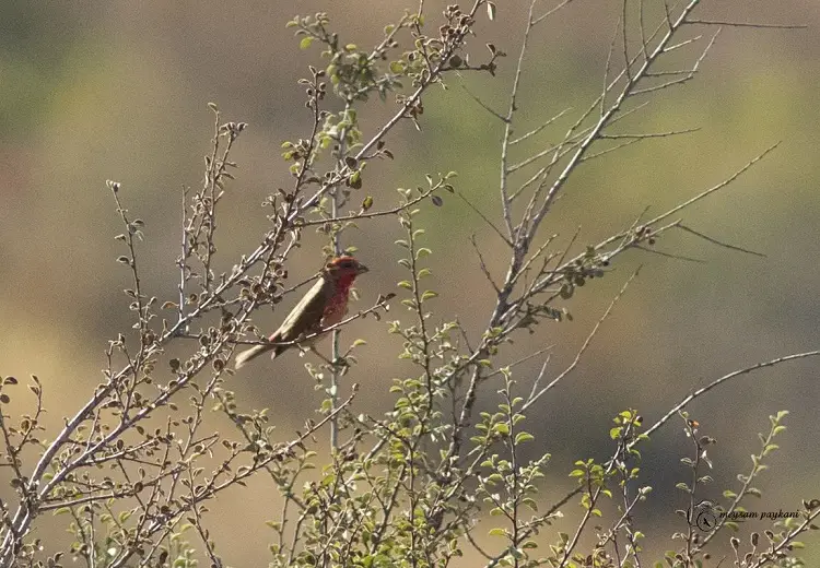bird Alamut @Meysam Paykani - Alamut Valley