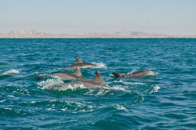 Hengam dolphins - Hengam Island