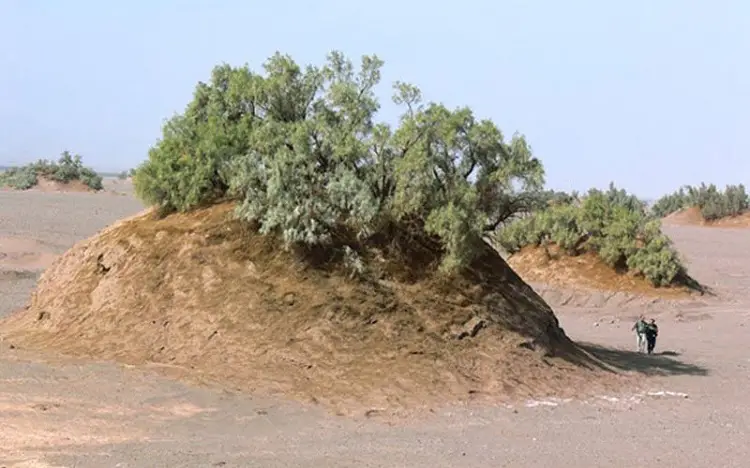 Nebka trees - Lut Desert