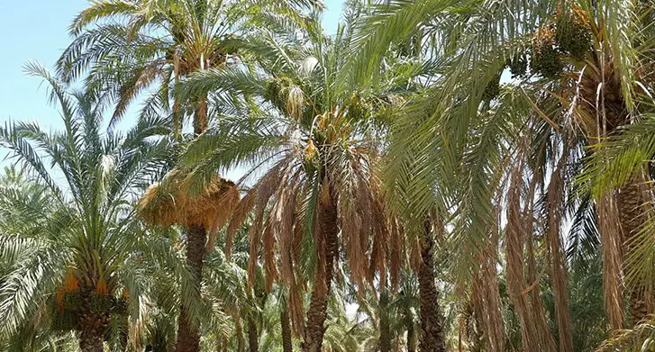 Palm trees - Hengam Island