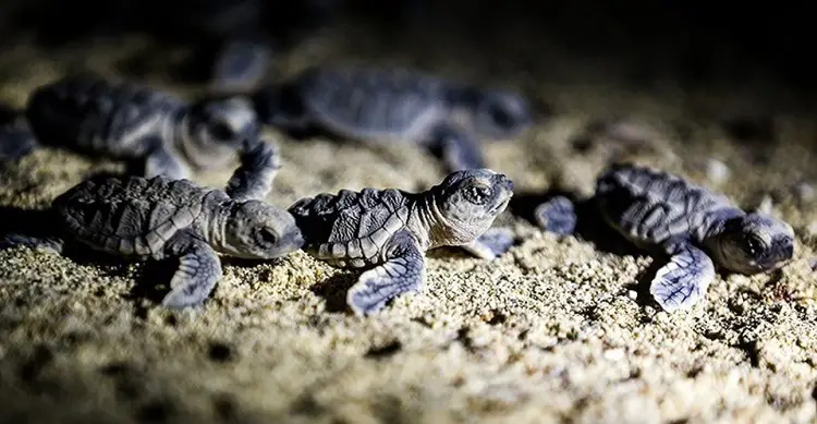 Qeshm turtles - Qeshm Island